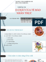 tế bào chất của tế bào nhân thực