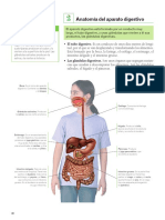 Anatomía Del Aparato Digestivo: Recuerda