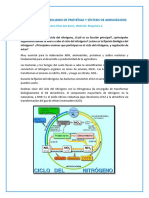 Metabolismo de Proteínas y Síntesis de Aminoácidos