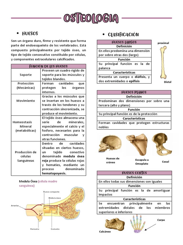 3. OSTEOLOGIA | PDF | Hueso | Cráneo