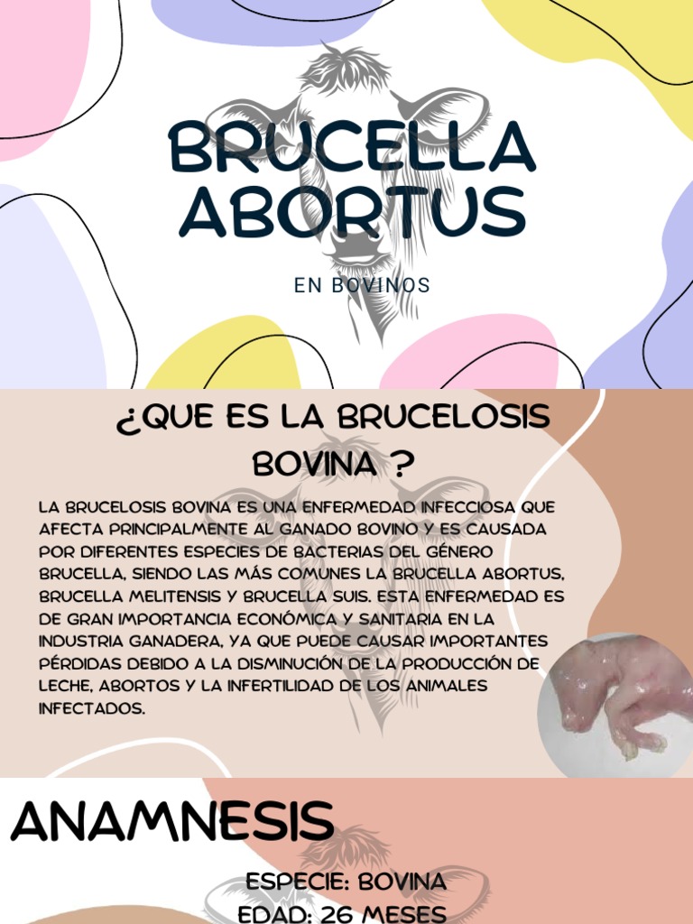 Brucella Abortus1 PDF Inmunología Microbiología