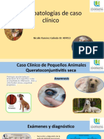 Fisiopatologías de Casos Clínicos 2