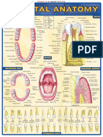 Dental Anatomy (Quick Study)