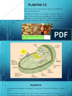 Diapositivas Plantas c3 c4 Cam