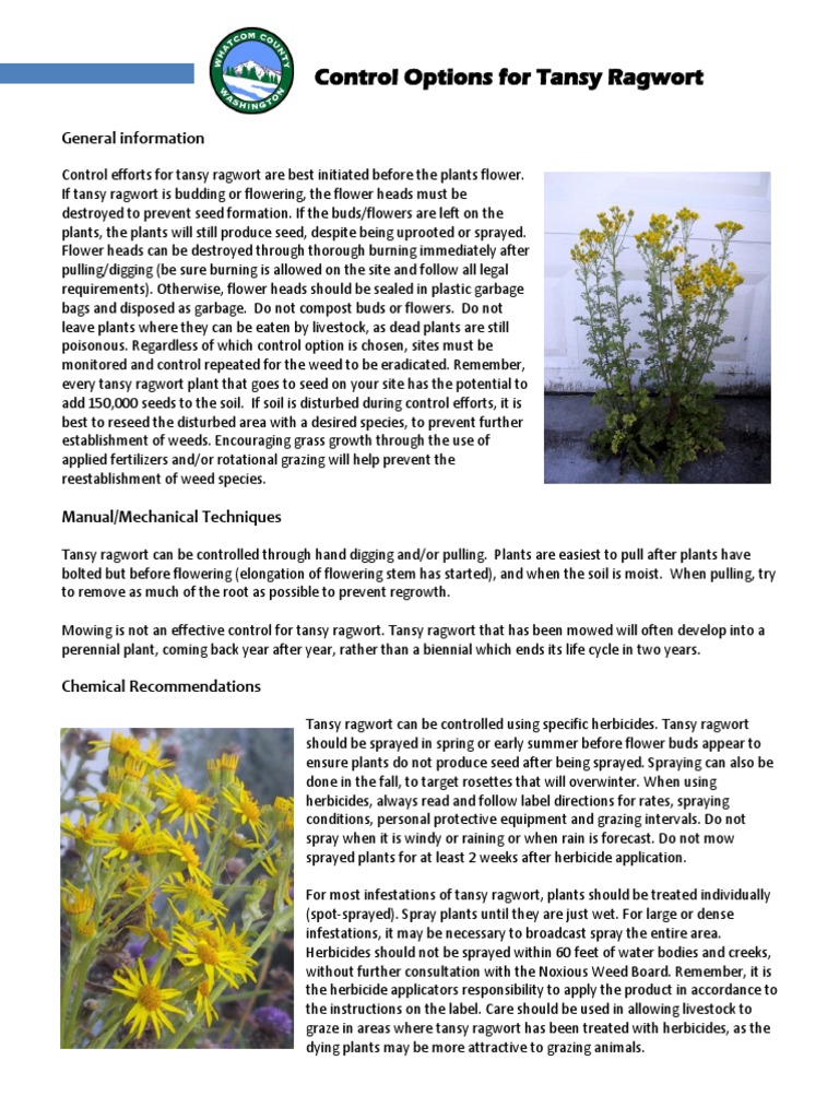 Tansy Ragwort Control Whatcom | PDF