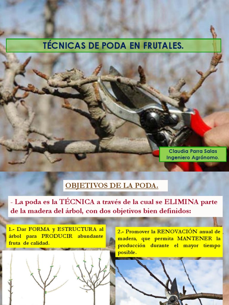 Poda En Frutales PDF Arboles Plantas
