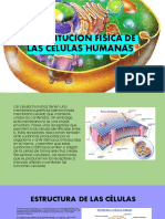 Costitucion Fisica de Las Celulas Humanas