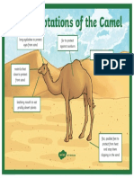 Camel Adaptation Display Poster