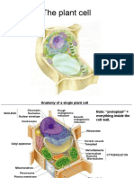 Lec1 PlantCell