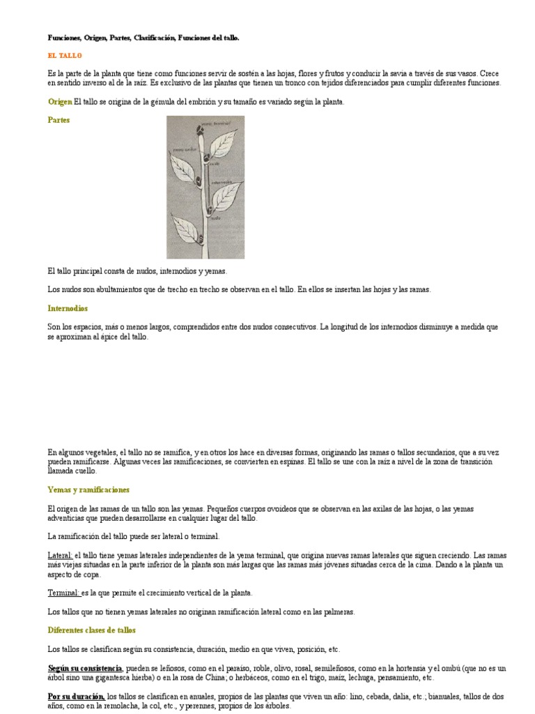 Partes y Funciones del Tallo | PDF | Tallo de la planta | Bailes