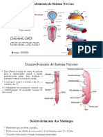 Desenvolvimento Do Sistema Nervoso