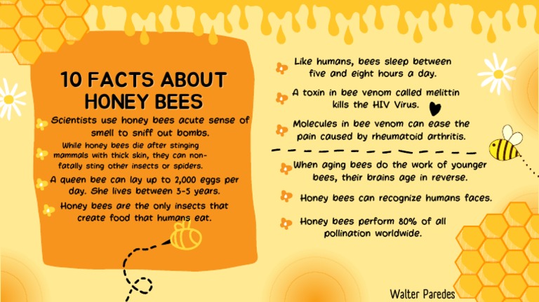 10 Fascinating Facts About Honey Bees | PDF