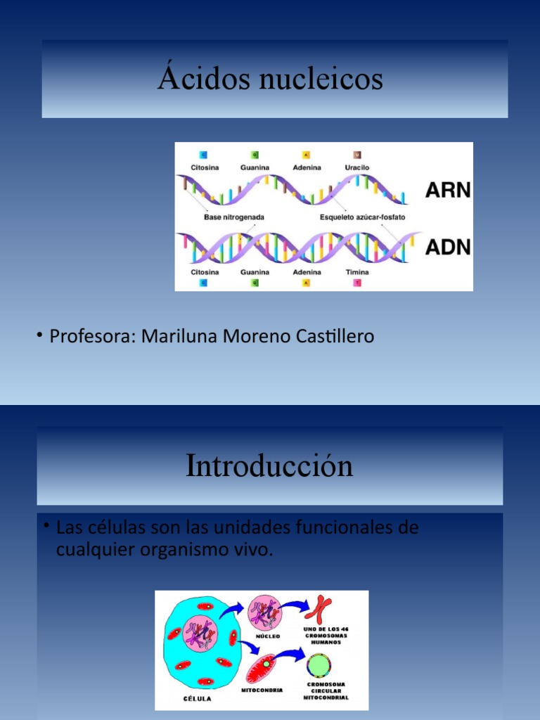 Clasificación de Ácidos Nucleicos | PDF | Rna | Adn