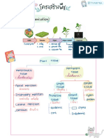 สรุปโครงสร้างพืช