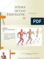 Sistema Musculo Esqueletico.