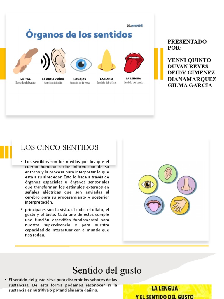 Los 5 Sentidos Pdf Oído Escuchando