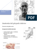 Patologia Palpebral