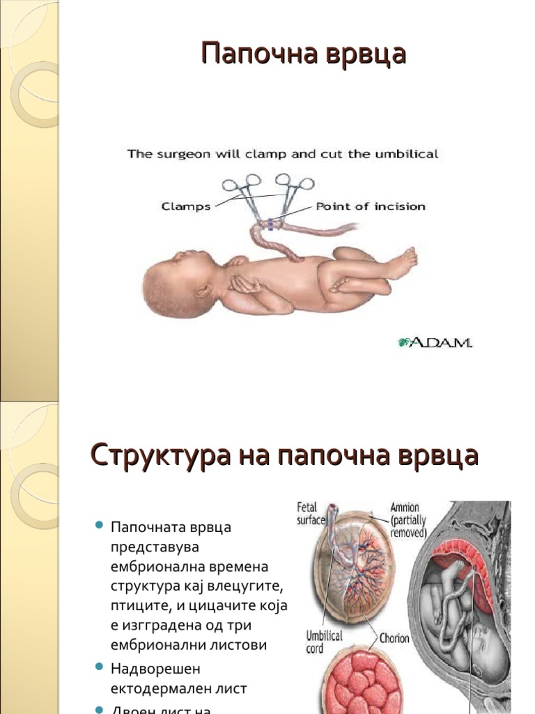 Папочна врвца | PDF