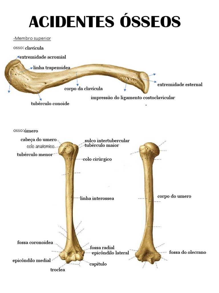 ACIDENTES ÓSSEOS | PDF | Anatomia | Anatomia humana