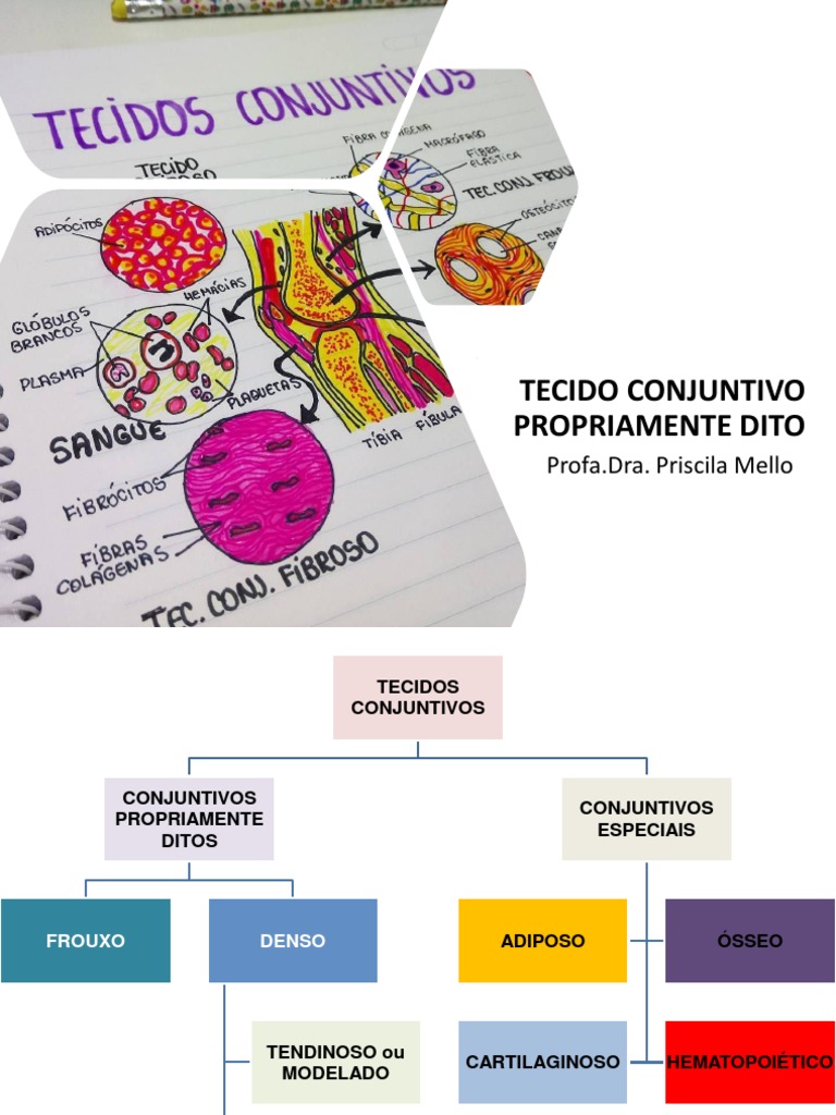 Aula 5 - Tecido Conjuntivo Propriamente Dito Resumido | PDF | Tecido ...