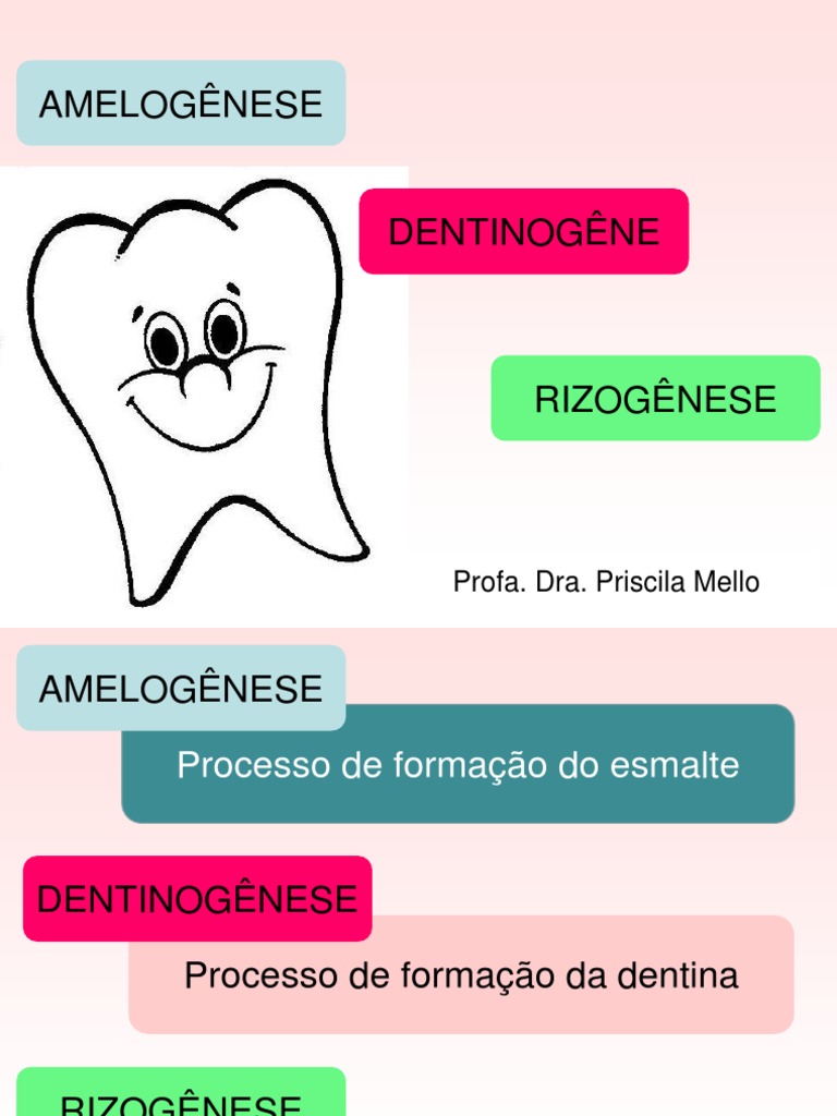 Fases da Amelogênese e Dentinogênese | PDF | Esmalte dentário | Dente