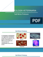 5 Introducción Protozoa