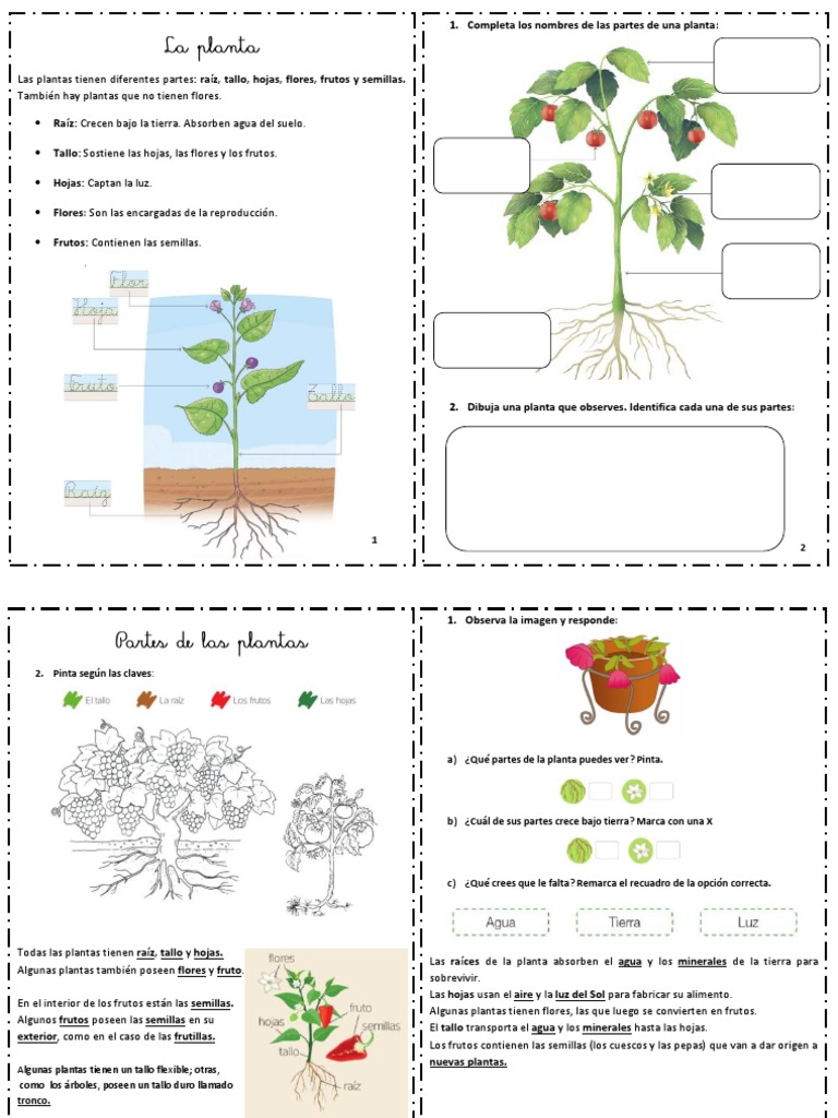 La Planta y Sus Partes 06.09 - 52 - 0 | PDF | Plantas | Tallo de la planta