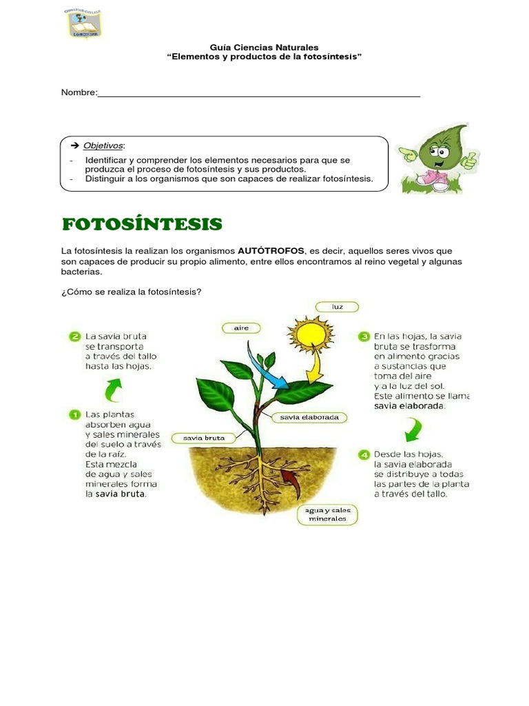 Elementos y Productos de la Fotosíntesis | PDF