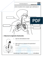 Ficha Sistema Respiratorio