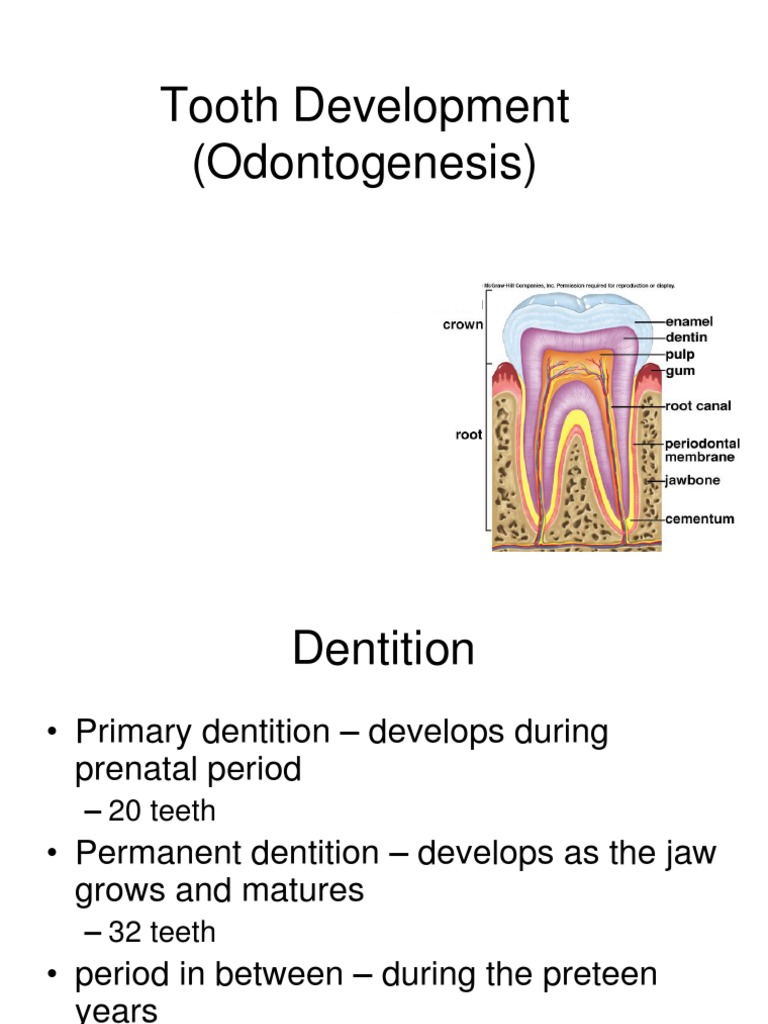Tooth Development (Odontogenesis) | PDF | Dentin | Human Tooth