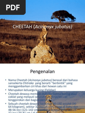 Cheetah Acinonyx Jubatus