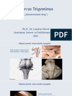 FOKII Nervus-Trigeminus LD 20200226