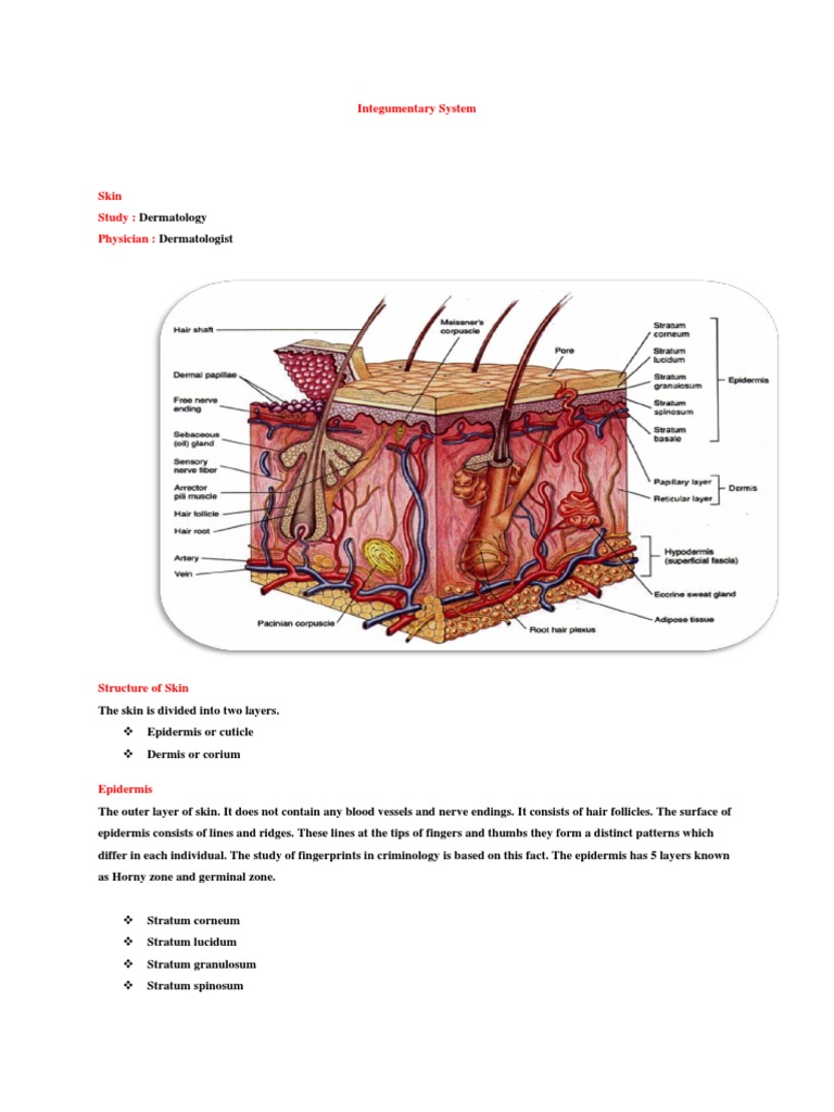 Integumentary System | PDF | Skin | Integumentary System