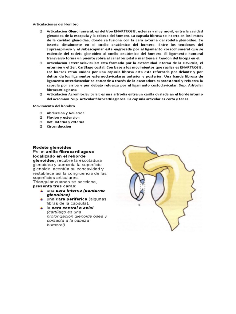 Estructura del Rodete Glenoideo | PDF | Angiología | Extremidades ...
