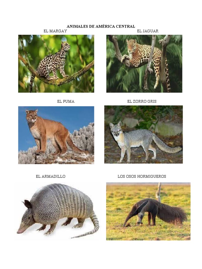 ANIMALES DE AMÉRICA CENTRAL | PDF