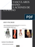 Mano Anatomia 2