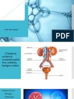 Med 2 - S Urinário