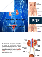 Sistema Renal 2023