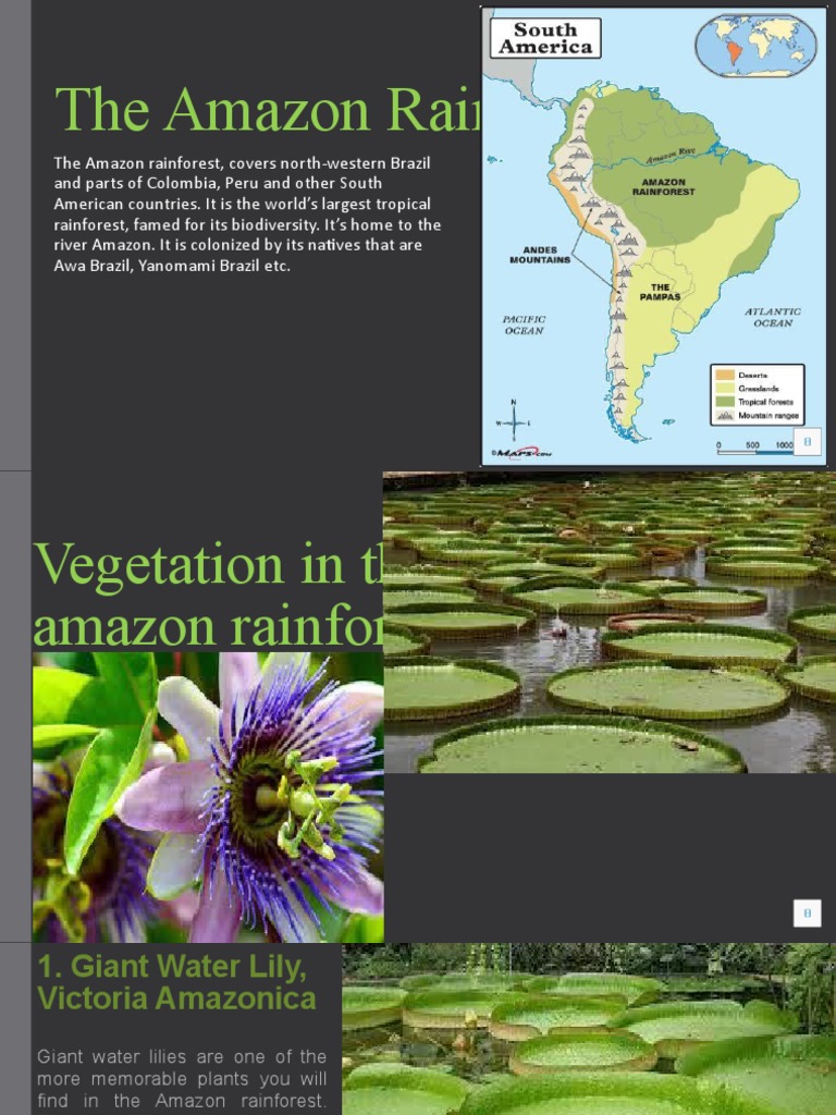 The Amazon Rainforest | Download Free PDF | Cougar | Rainforest