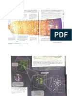 Hominización Gráficos CMC