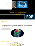 Brain