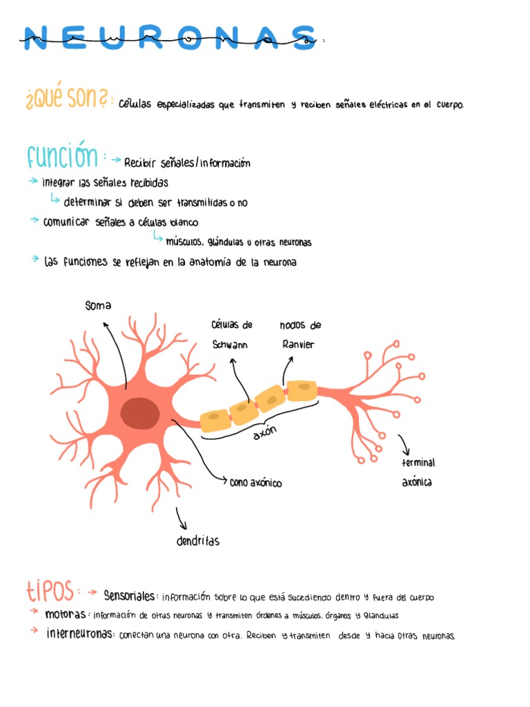 Funciones y Estructura de Neuronas | PDF | Sinapsis | Neurona