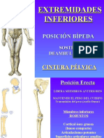 Miembro Inferior Huesos y Articulaciones