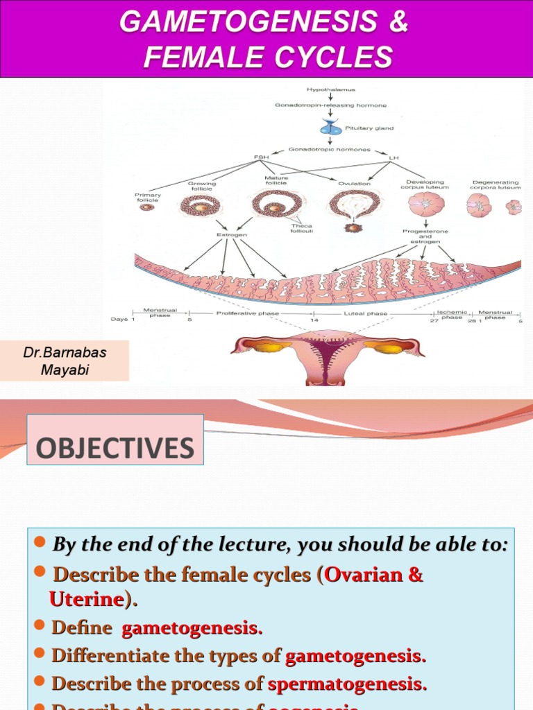 2 - Gametogenesis and Female Cycles Biology Diagrams