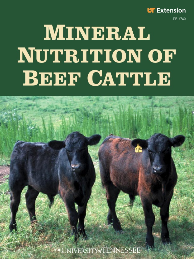 Mineral Nutrition of Beef Cattle | PDF | Soil | Fertilizer