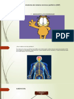 Sistema Nervioso Periférico