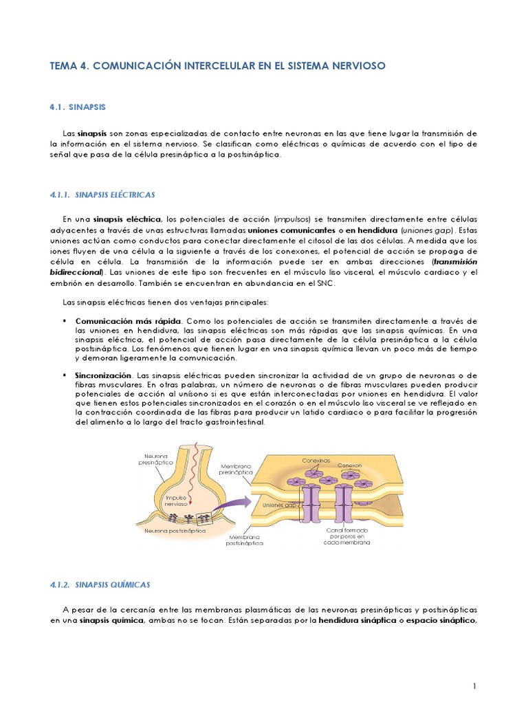 Tema 4. Sinapsis | PDF | Sinapsis | Sinapsis química
