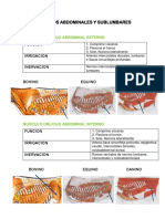 Musculos Abdominales y Sublumbares