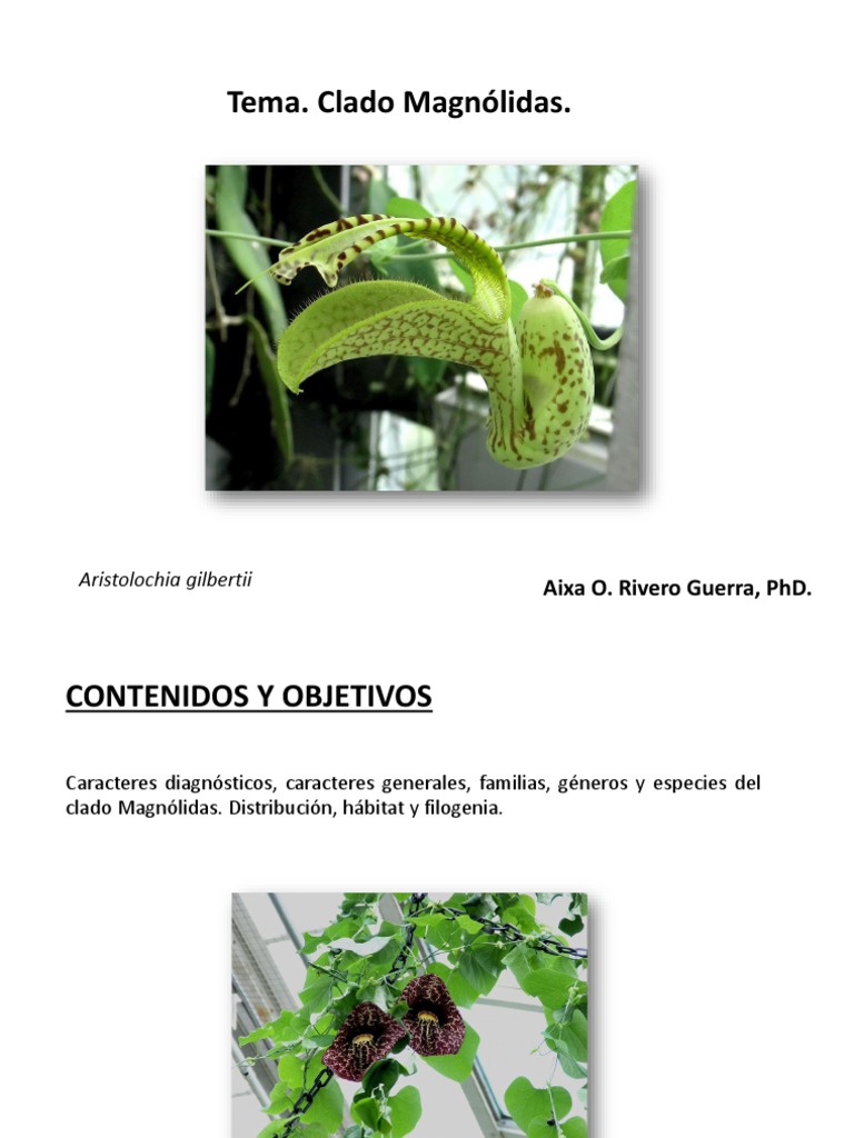 Tema. Clado Magnólidas | PDF | Flores | Reproducción de plantas