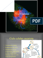 Mitosis y Ciclo Celular Adm